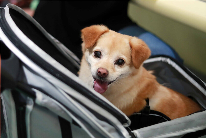 van-chuyen-thu-cung-bang-may-bay-3